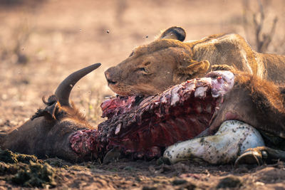 Close-up of lioness