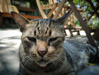 Close-up portrait of a cat