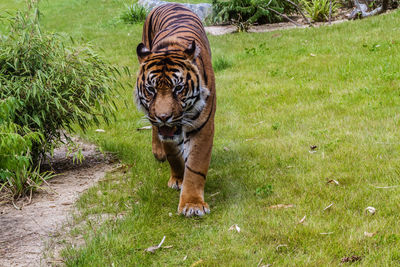 View of a cat in zoo