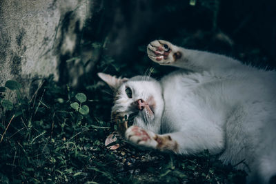 Portrait of cat with kitten