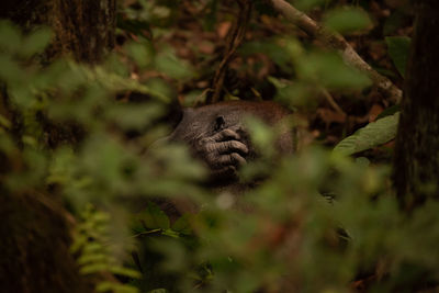 View of a cat on land