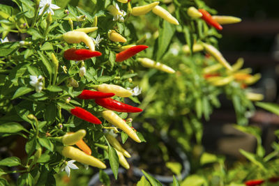 Close-up of red chili peppers on plant