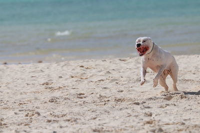 Dog on beach