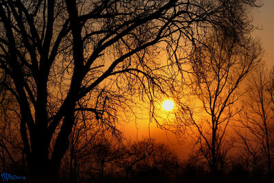 Low angle view of silhouette bare trees against sunset sky