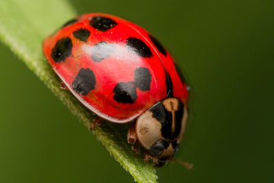 Close-up of ladybug on leaf