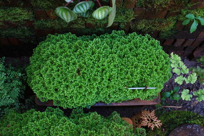 Plant growing on a tree