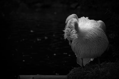 Close-up of a bird