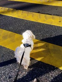 High angle view of dog on street