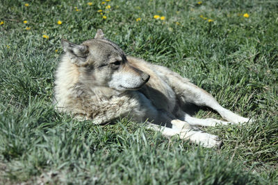 High angle view of a dog on field