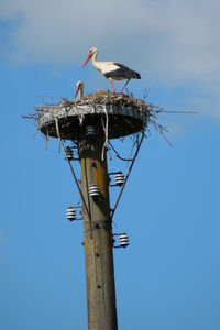 Low angle view of birds perching on wooden post