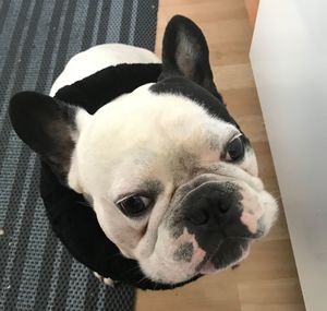 Close-up portrait of dog relaxing