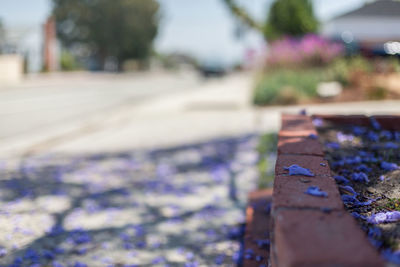 Close-up of flower against blurred background