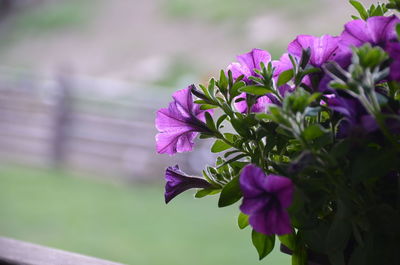 Close-up of pink flowers growing on plant