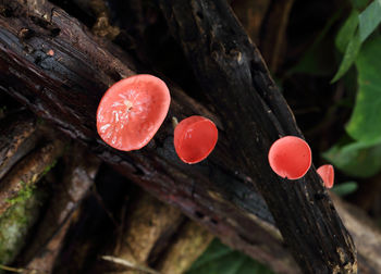 Close-up of red mushroom growing on tree