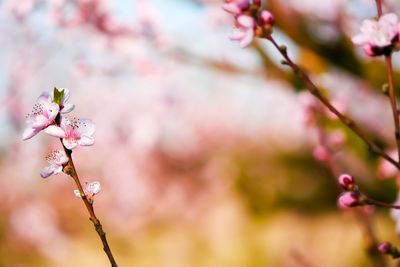 Close-up of pink cherry blossoms in spring