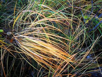 Full frame shot of grass on field