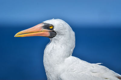 Close-up of a bird against blue sky