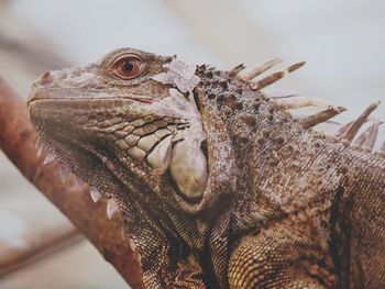 Close-up of lizard