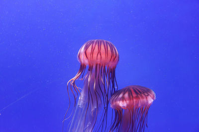 Close-up of jellyfish swimming in sea