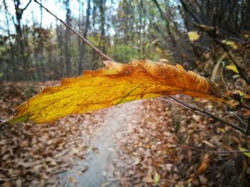 Close-up of maple leaves on tree in forest