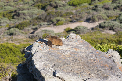 View ofsxall rock hyrax sitting among boulders, cape point area, cape peninsula, south africa