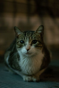 Portrait of cat sitting on floor