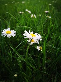 Close-up of white daisy flowers on field