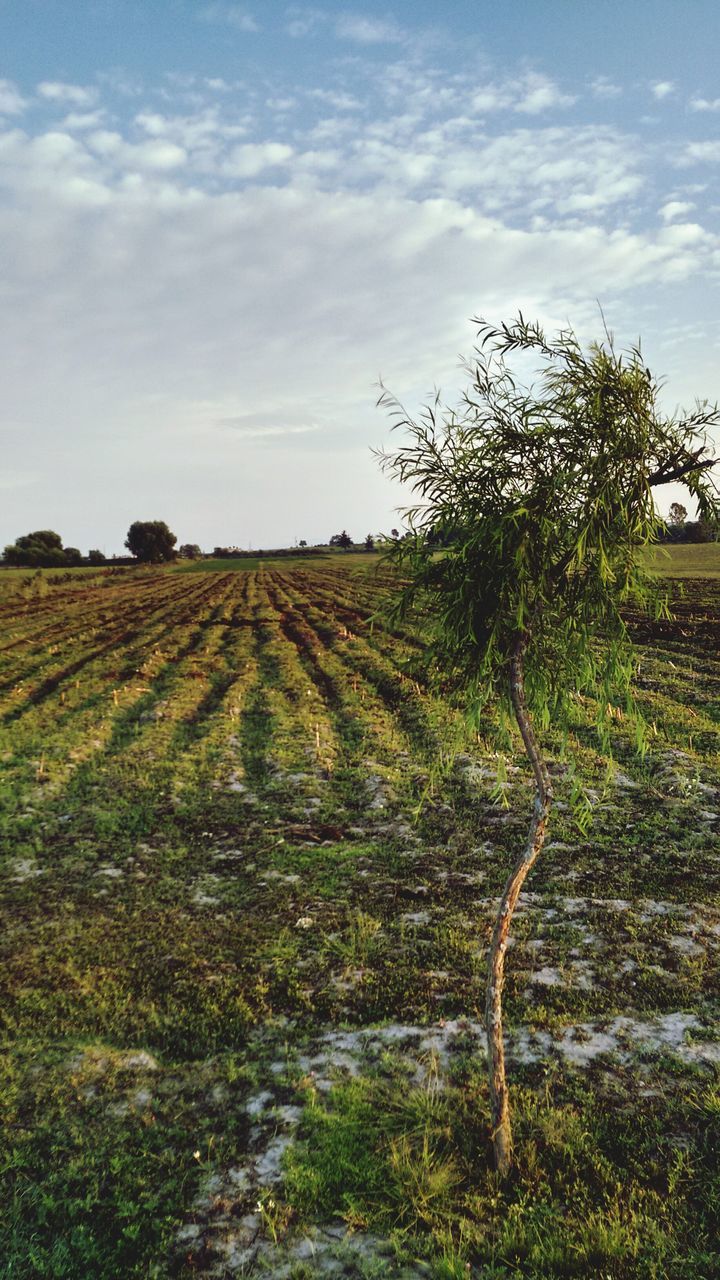 sky, field, rural scene, landscape, tranquility, agriculture, growth, tree, tranquil scene, grass, nature, cloud - sky, plant, farm, scenics, cloud, beauty in nature, day, built structure, fence