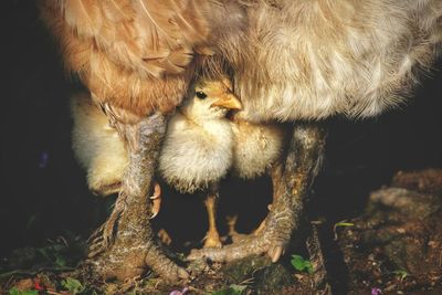 Close-up of baby chickens