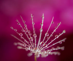 Close-up of wet purple flowering plant