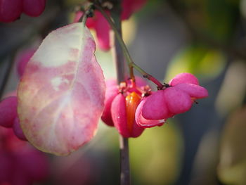 Close-up of pink flowering plant