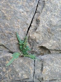 High angle view of insect on rock