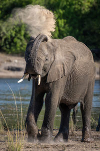 Elephants drinking water