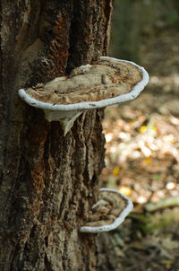 Close-up of tree trunk