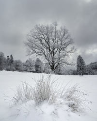 Bare trees on snow covered field against sky