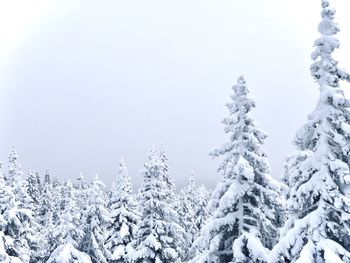 Snow covered plants against clear sky