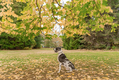 Dog in a park