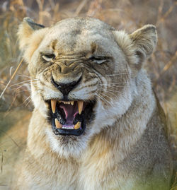 Close-up of a cat