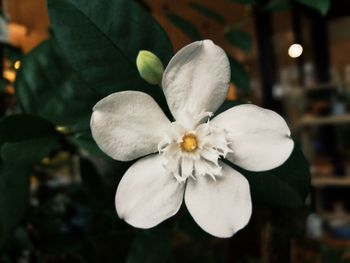 Close-up of white flower blooming outdoors