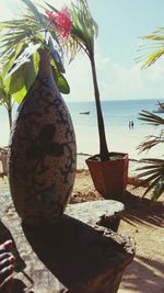 Potted plant on beach against sky