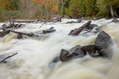 Scenic view of waterfall in forest