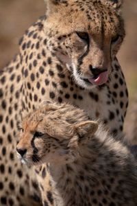 Close-up of cheetah with cub licking lips