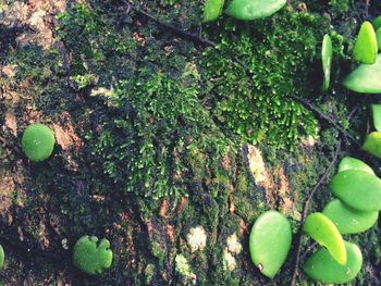 Close-up of moss growing on plant