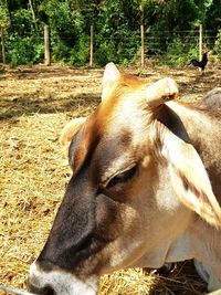 Close-up of horse on field