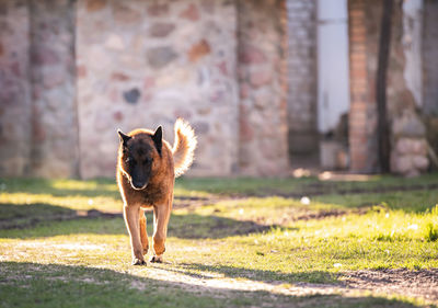Dog in a field