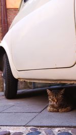 Cat sitting in a car