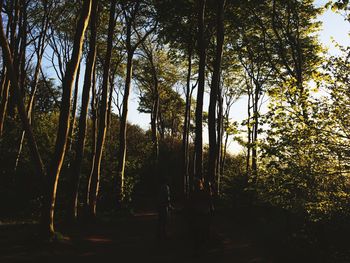 Trees in forest