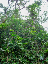 Low angle view of trees in forest