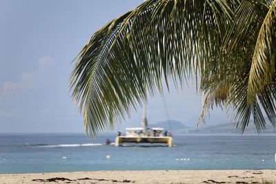 Palm trees on beach against sky