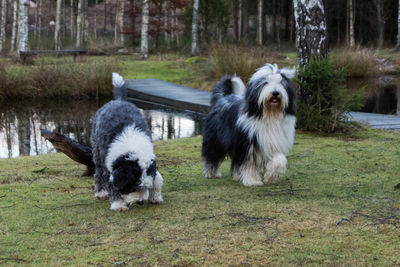 Dog standing on grassy field